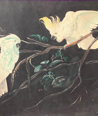 i-cacatua