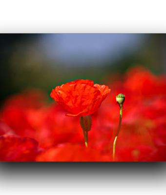 poppies