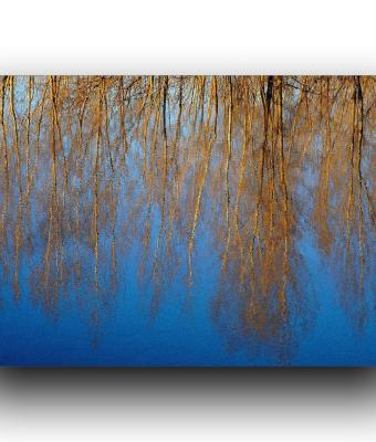 la-danza-degli-alberi