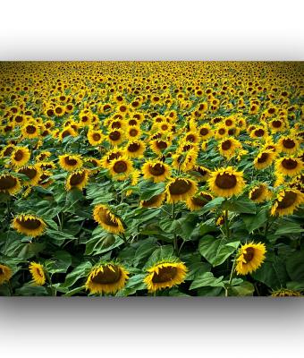 il-campo-di-girasoli