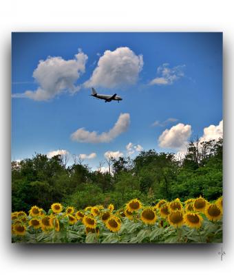 girasoli-in-brughiera