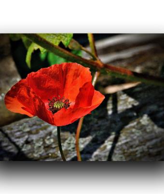 petali