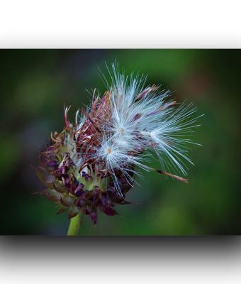 ga235371-senza-titolo