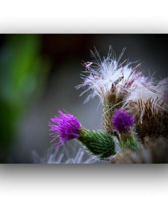 ga245595-senza-titolo