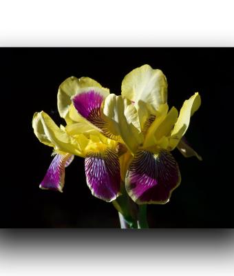 ga245932-senza-titolo