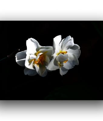 ga245980-senza-titolo