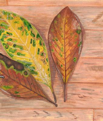 foglie-secche-d-agosto