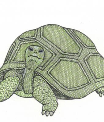 tartaruga