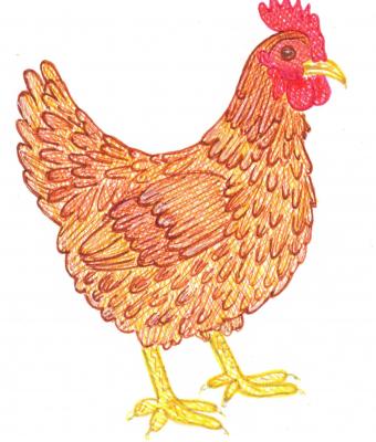 gallina