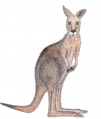 canguro