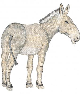 asino