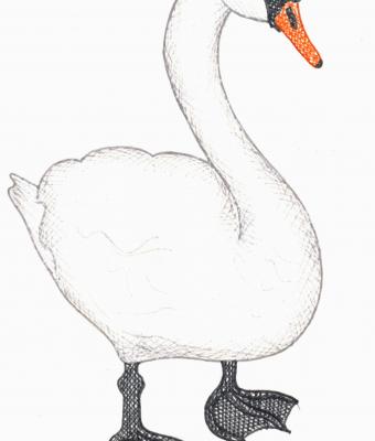 cigno
