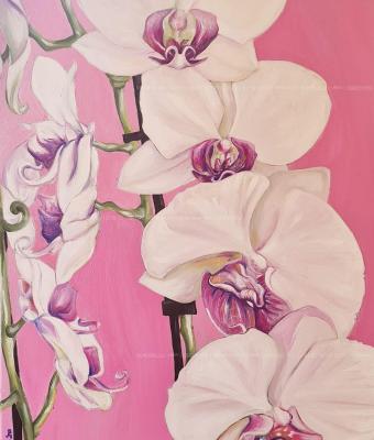orchidee