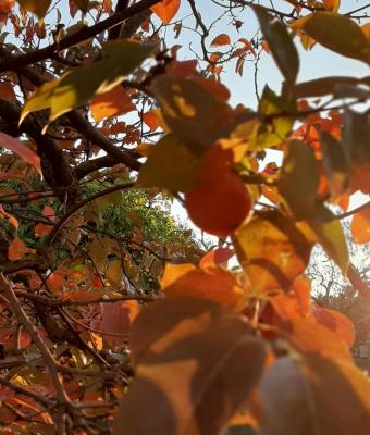 sole-d-autunno