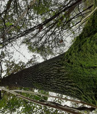 profumo-di-bosco