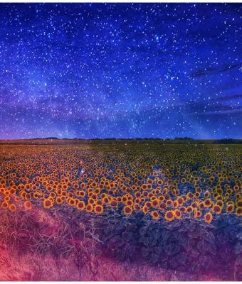 come-girasoli