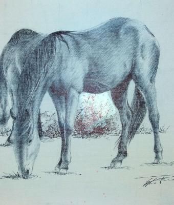 horses