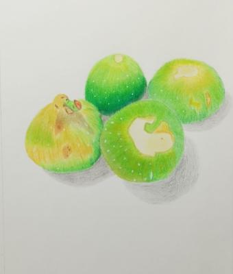 fichi-marci