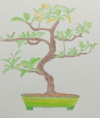 bonsai
