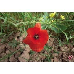 papaver-rhoeas