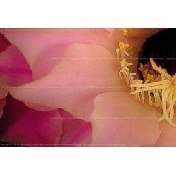 fiore-di-echinocactus-o-cusci