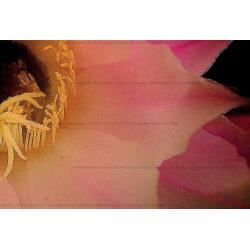 fiore-di-echinocactus-o-cusci