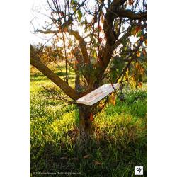 libroalbero2