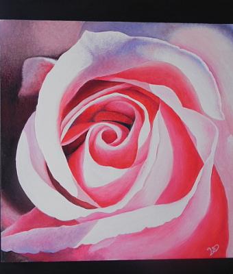 petali-rosa
