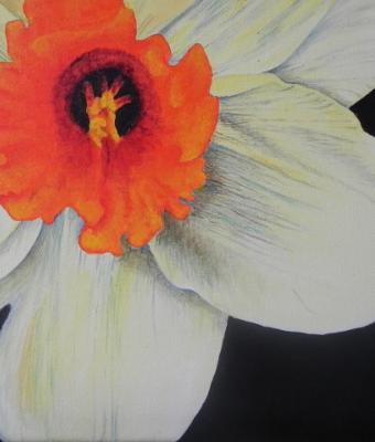 narciso