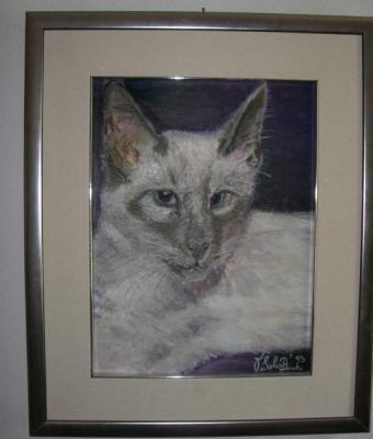 gatto-siamese