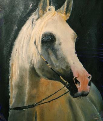 nimroz-cavallo-arabo