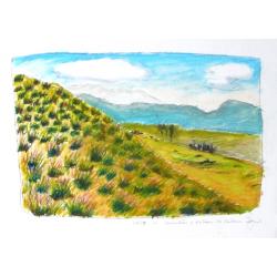 lavandin-au-plateau-di-calern