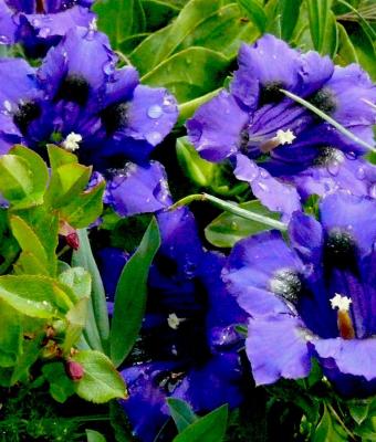 fiori