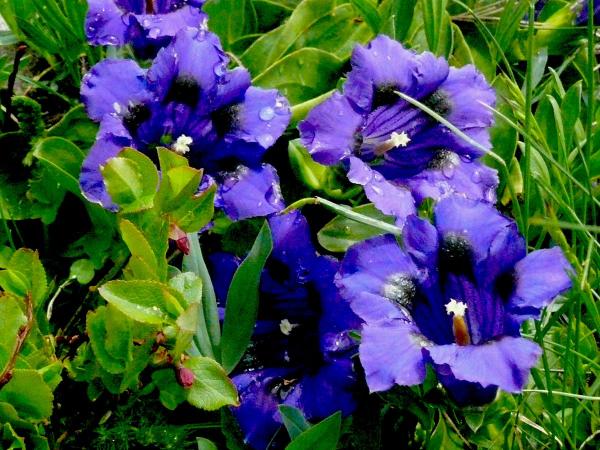 fiori