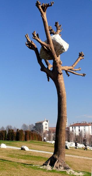 sasso-sull-albero
