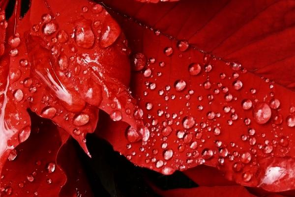 acqua-rossa