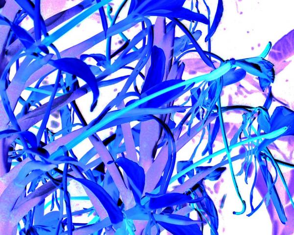 fiori-blu