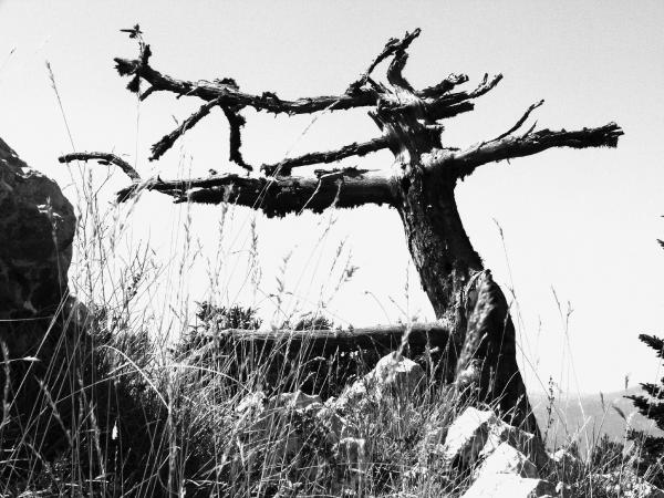 uomo-di-legno