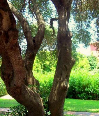il-vecchio-albero