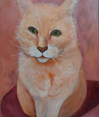 il-gatto