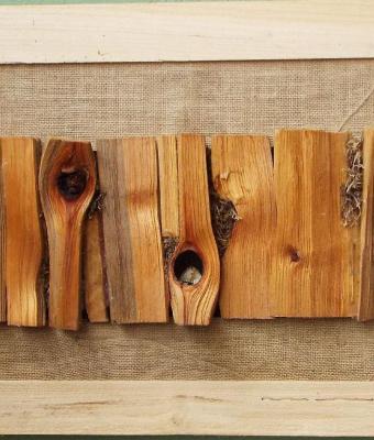 lignum-xi