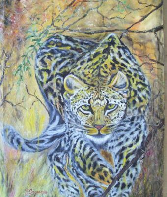 leopardo-nella-macchia