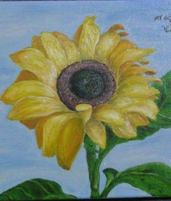 girasole
