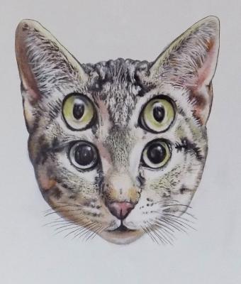 cattus-oculis-quattror-nr0