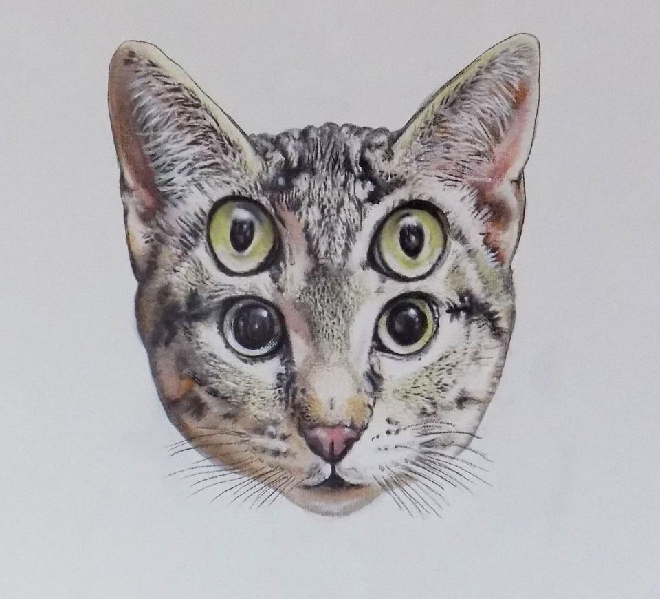cattus-oculis-quattror-nr0