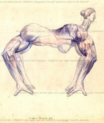 concetto-anatomico