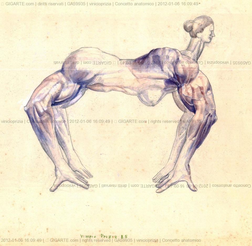 concetto-anatomico