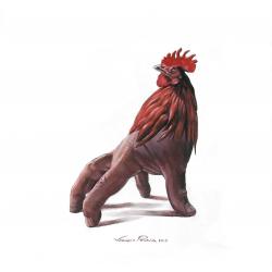 manu-gallus-rubeum