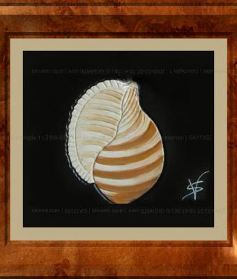 conchiglia-1