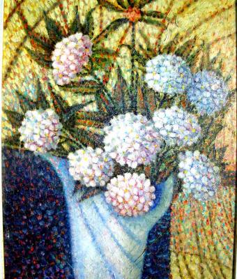 ortensie